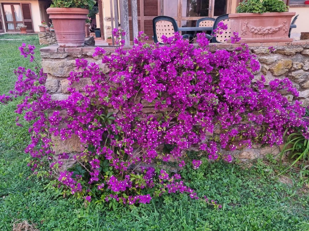 Villa Vigna Lontana à Montescudaio Extérieur photo