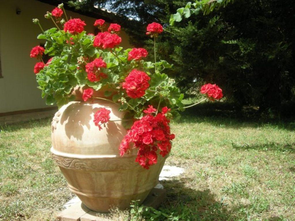 Villa Vigna Lontana à Montescudaio Extérieur photo